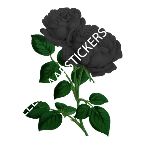 zwarte roos 4