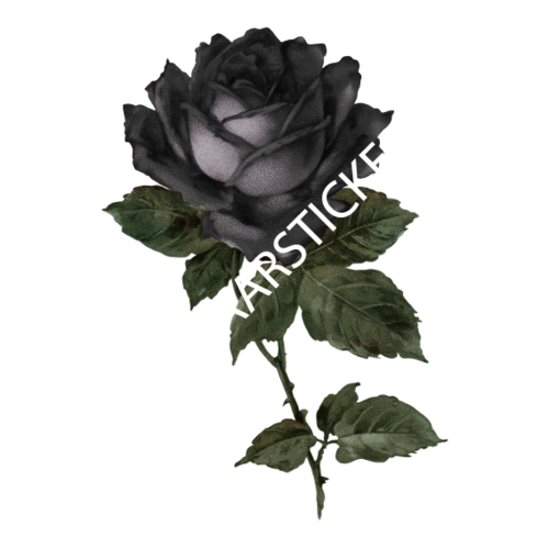 zwarte roos 1