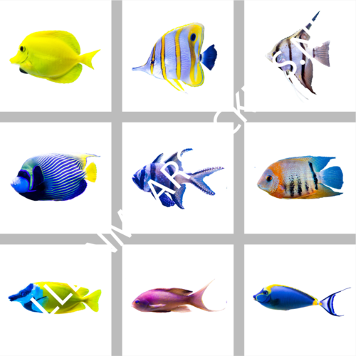 Vloer(tegel)stickerset vissen (9 stickers)